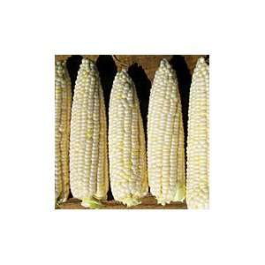  Sugar Pearl F 1 Corn   1,000 seeds Patio, Lawn & Garden