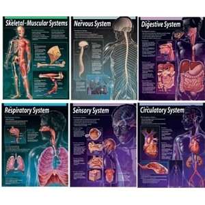  Nervous System Chart: Toys & Games