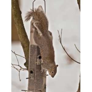  A Hungry Gray Squirrel Checks out a Bird Feeder as It 