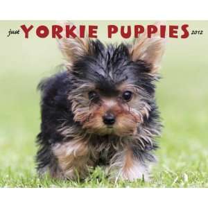  Yorkie Puppies 2012 Wall Calendar: Office Products