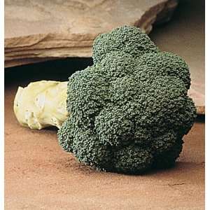   Green Broccoli Marathon 50 Seeds per Packet Patio, Lawn & Garden