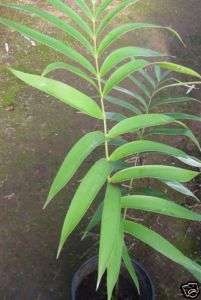 Ceratozamia latifolia   Live Rare Mexican Cycad Plant  