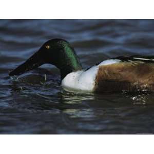  A Northern Shoveler Feeds by Straining Water Through its 