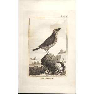  The Barbet 1812 Buffon Birds Plate 166