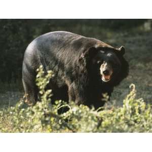  Asian Black Bear Standing in the Forest (Ursus Thibetanus 