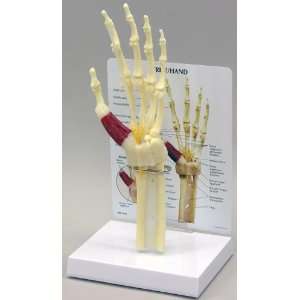 Hand & Wrist Bone Joint Anatomical Model:  Industrial 