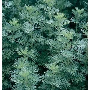  Davids Non Hybrid Medicinal Herb Wormwood (Artemisia 