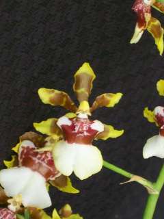 BLOOMING SZ COLMANARA SPACE RACE ONCIDIUM Orchid Plant  