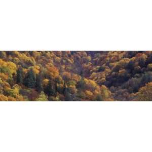 Autumn Colors Along Thomas Divide, Great Smoky Mountains National Park 