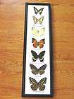 Colorful Butterfly Taxidermy Framed Collection #3562  