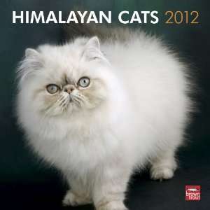  2012 Himalayan Cats Calendar