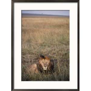  An African Lion Rests on the Serengeti Plain Animals 