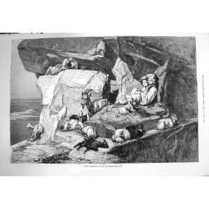  1875 Young Shepherds Carpathian Mountains Goats: Home 