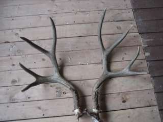 Awesome 7x4 MULE DEER RACK antlers whitetail moose elk taxidermy mount 
