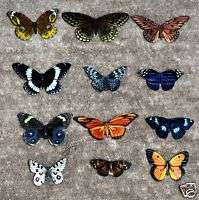 Butterfly Magnets Wholesale Lot of 12 by Doug Walpus  
