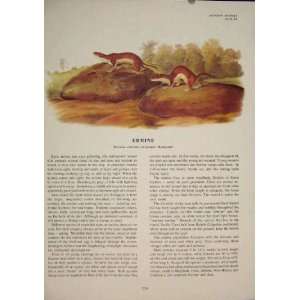  Ermine Animal Weasel Rat Rats Rodent Color Old Print