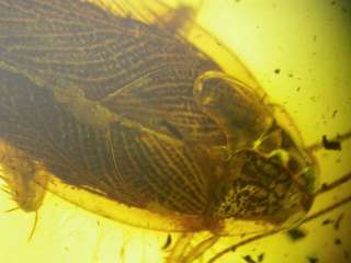 Huge fossil cockroach insect inclusion in Baltic amber  