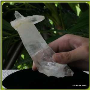  Lemurian Seed Crystal 