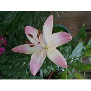  Marlene Asiatic Lily   2 Bulbs   Soft Pink Patio, Lawn 