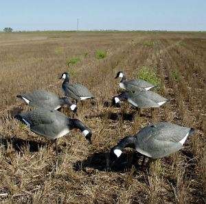    LITE ONE PIECE CANADA GOOSE SHELL DECOYS 6 NEW! 051862990718  