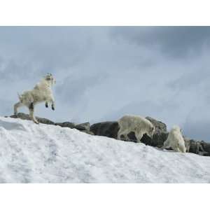  Rocky Mountain Goat Kids (Oreamnos Americanus) Frolic in 