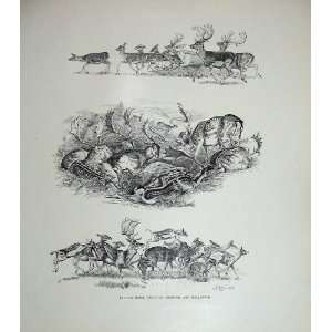  1906 Mammals Fallow Deer Drawings Nature Millais: Home 