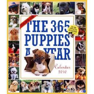   365 Puppies a Year Picture a Day 2010 Wall Calendar: Office Products