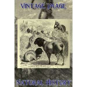   Print Vintage Natural History Image Black Headed Sheep: Home & Kitchen