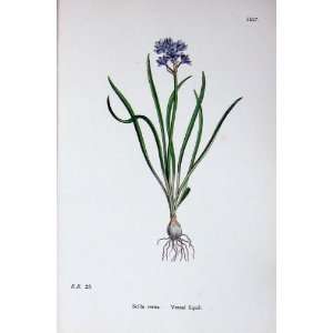  Vernal Squill Scilla Verna Botany Plants C1902 Flowers 