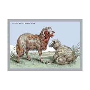  Barbary Breed of Wild Sheep 28x42 Giclee on Canvas