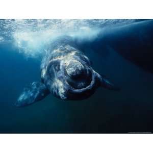 Southern Right Whale, Under Surface, Peninsula Valdes Photographic 