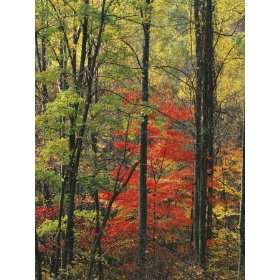forest near Peaks of Otter, Blue Ridge Parkway, Appalachian Mountains 