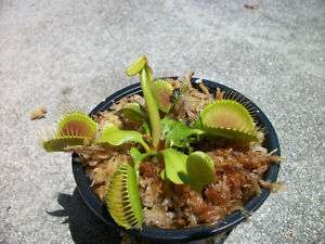 Venus Flytrap (Fly Trap Carnivorous Plant)  