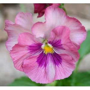  Lovingly Pink Pansy Seed Pack: Patio, Lawn & Garden