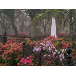  Spring Azaleas at Historic Bonaventure Cemetery, Savannah, Georgia 