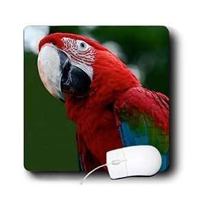    Taiche Photography Birds   Scarlet Macaw   Mouse Pads Electronics