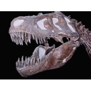 Tyrannosaurus Rex Dinosaur Fossil: Late Cretaceous Period. Crows Nest 