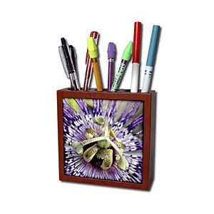  Taiche   Photography   Passion Flowers   Clock Flower   passion 