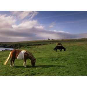 Shetland Ponies, Unst, Shetland Islands, Scotland, United Kingdom 