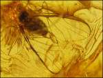Great WINGED APHID Inclusion in BALTIC AMBER 2gr  20%  