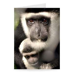  A colbus monkey with baby, Twycross Zoo,   Greeting Card 
