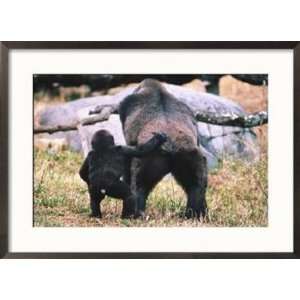  Lowland Gorilla with Baby, Gorilla Gorilla Animals Framed 
