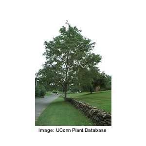  Black Walnut Tree Patio, Lawn & Garden