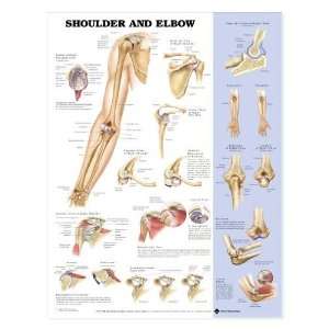 Shoulder Elbow Anatomy Chart  Industrial & Scientific
