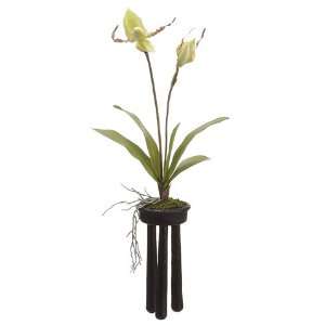 19 Lady?s Slipper Orchid Plant in Poly Resin Pot Green Burgundy (Pack 