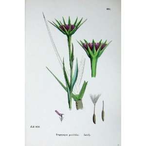    Botany Plants C1902 Salsify Tragopogon Porrifolius