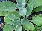   , fuzzy leaves, a delight for kids, summer bloomer, drought tolerant