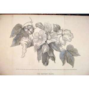 Cotton Plant Blossom Boll Involucre Flower Fauna 