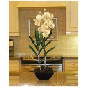   Shopzeus USA zeusd1 CALA 4269973 Vanda With Black Vase: Home & Kitchen