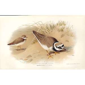    Little Ringed Plover By Thorburn Birds 1855 97